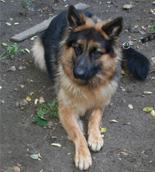 kaiser young gsd