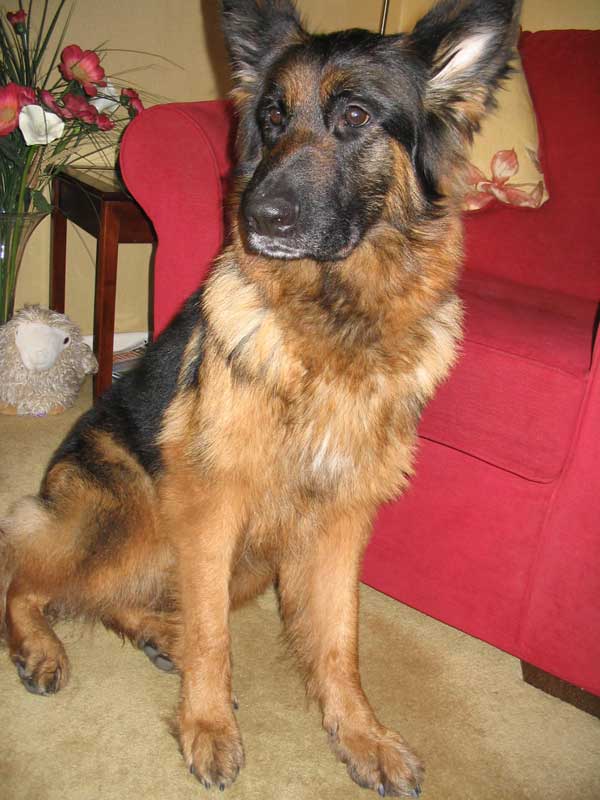 kara long coated gsd