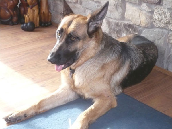 kim gsd