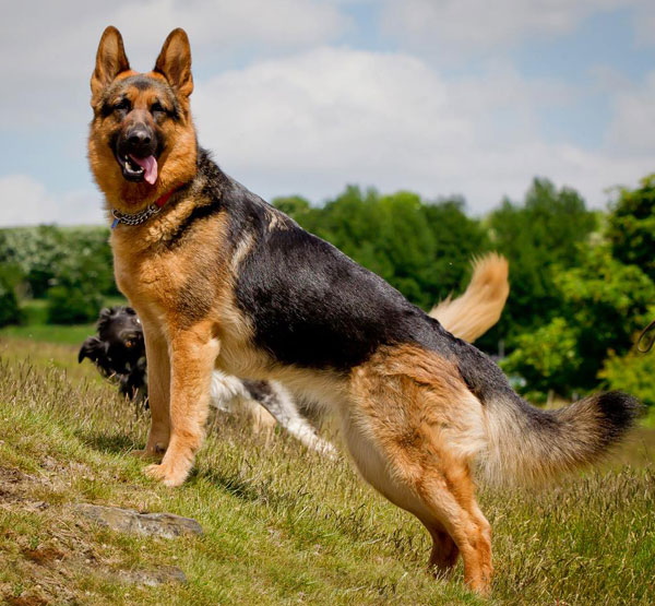 ganz german shepherd