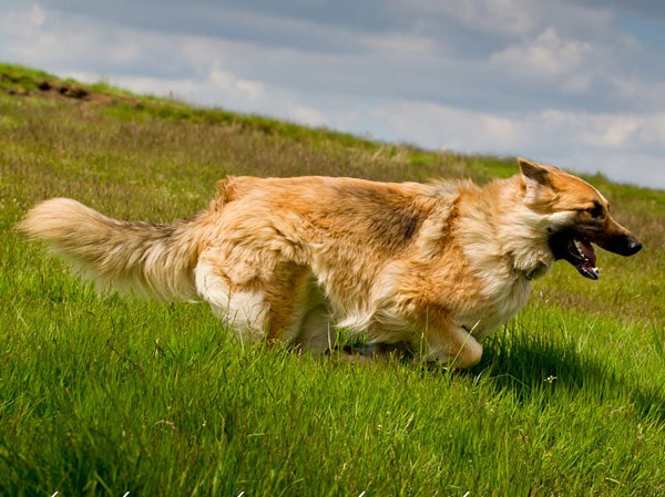 gsd running like the wind