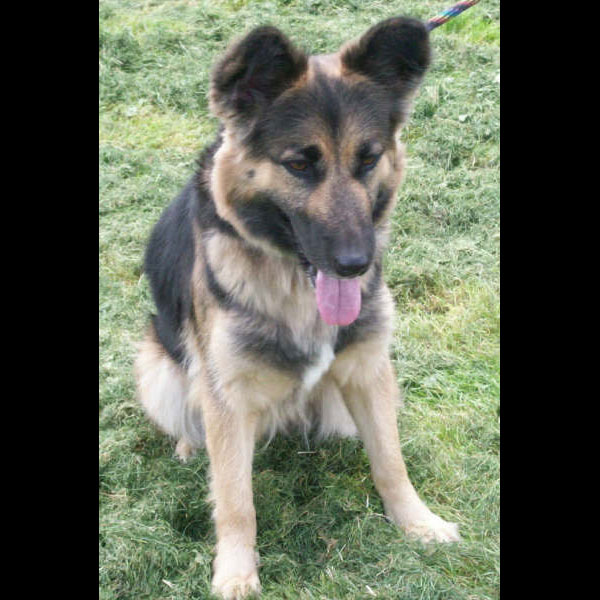 lady gsd collie cross