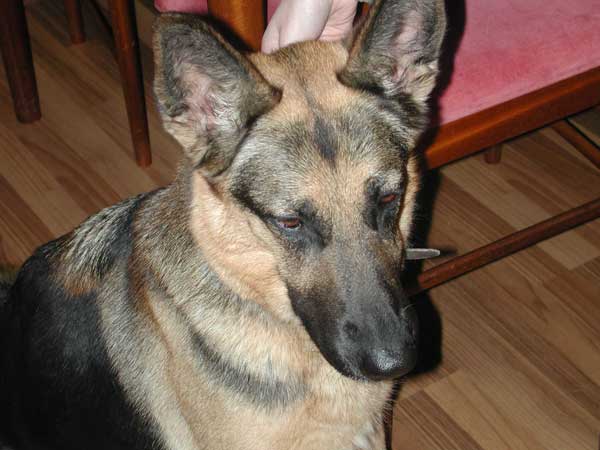 sabre gsd