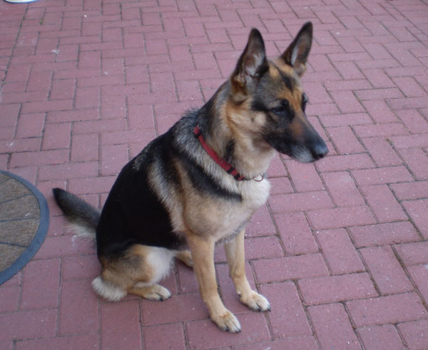 maggie the cruelly treated GSD