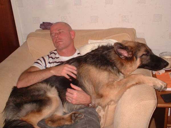 major the GSD sitting on his dad's lap