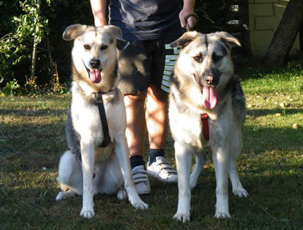 marley and theo husky gsd crosses