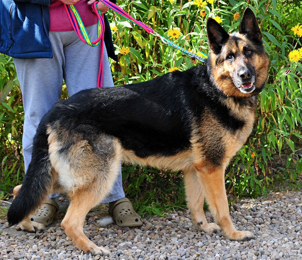 max older gsd