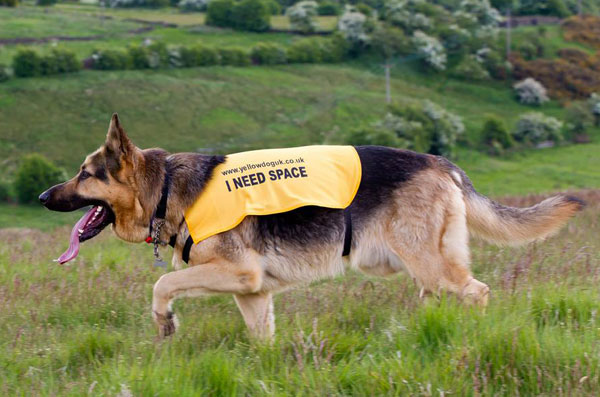 gsd wearing a coat saying I need space
