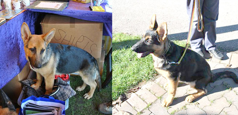 two german shepherd puppies help fund raise for the rescue