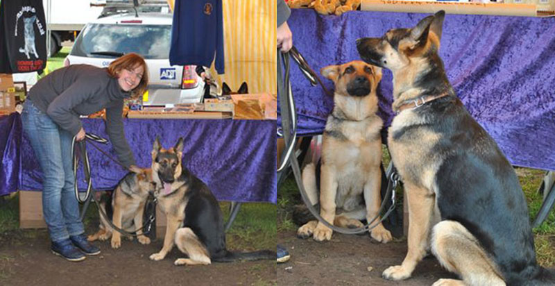 gsd puppy meets his mum