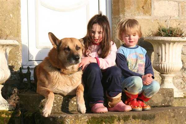 oscar the gsd with friends