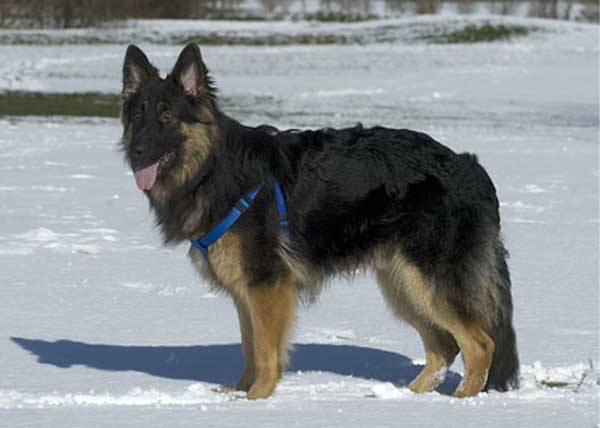 oscar long coat gsd