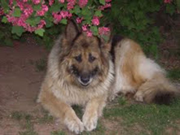 petra gsd