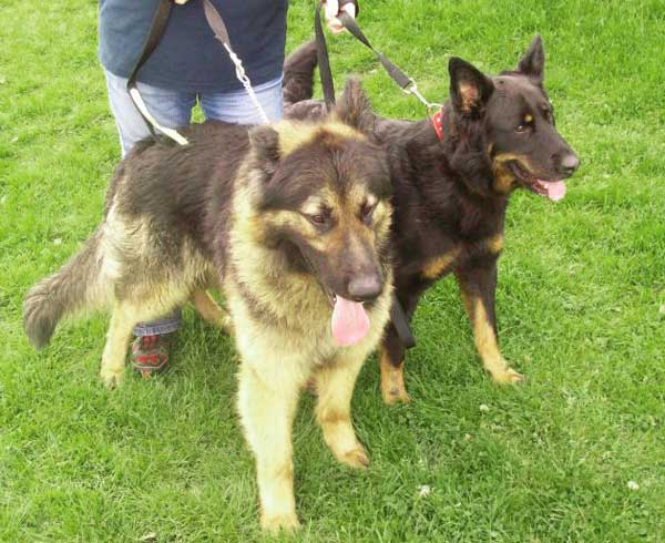 posh and becks 2 gsd's abandoned