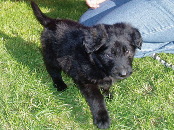 gsd cross puppy 