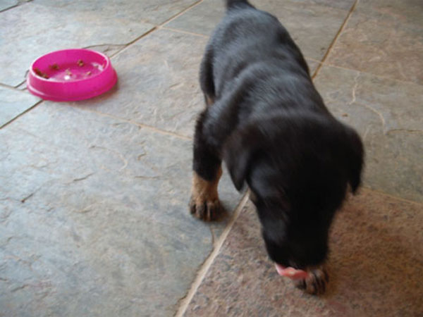 gsd cross puppy