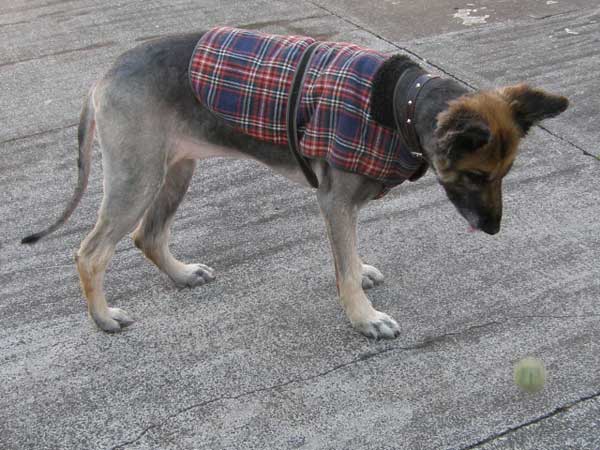 roxy in her new tartan coat.