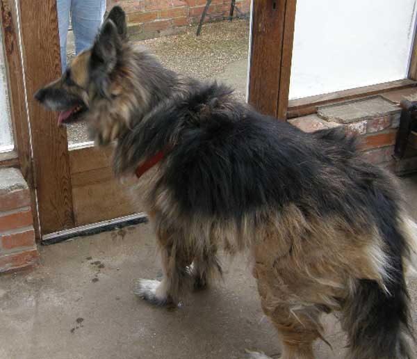 roxy with terrible matted coat