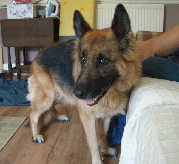 sally gsd