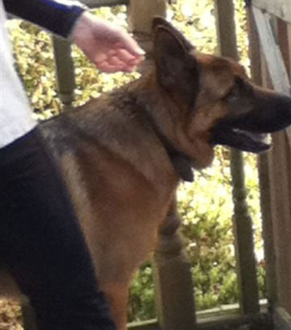 sam gsd