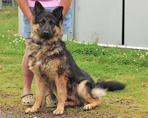 German shepherd 2025 semi coat