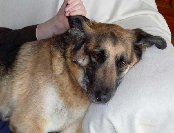 German Shepherd rescue dogs that have been rehomed by us