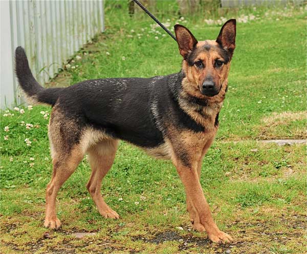 German Shepherd Rescue Dogs That Have Been Rehomed By Us