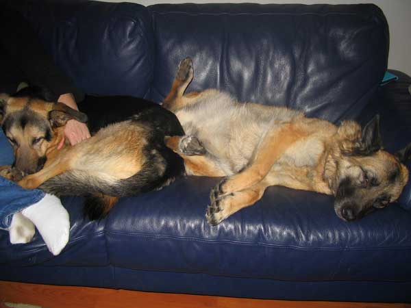 spider and mara the gsd's having a snooze on the sofa