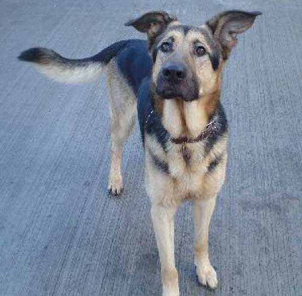 spider the very cute gsd