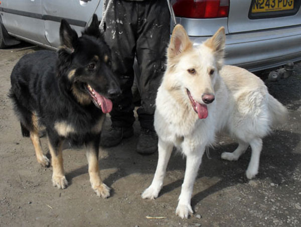 tammy and kita gsd's