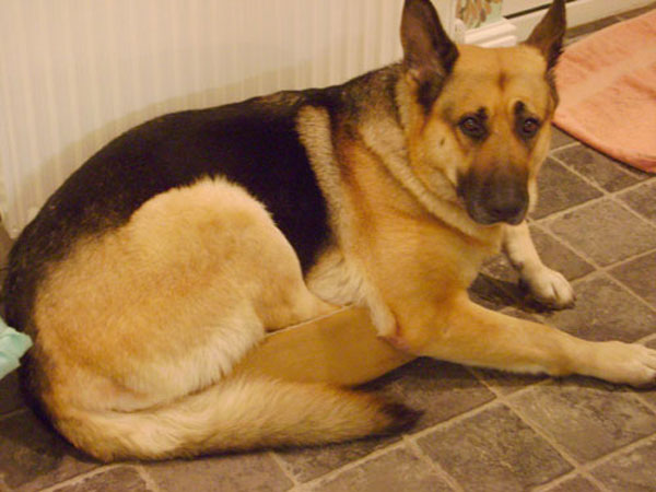 tess the german shepherd