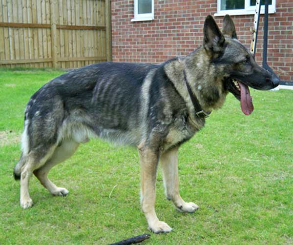 Troy beautiful GSD