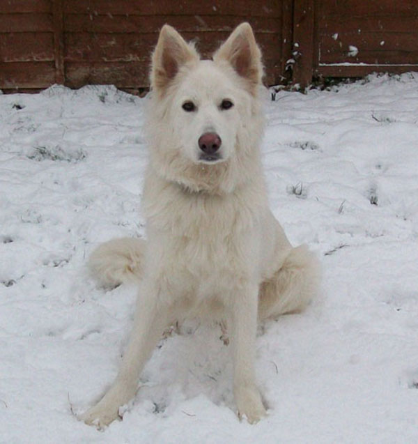 Long haired clearance white german shepherd