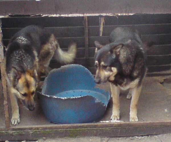 zac and zeus living in appalling conditions