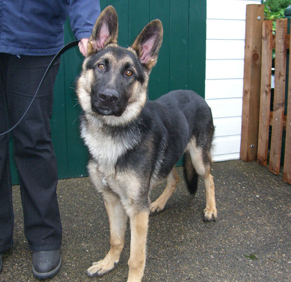 zak 6mth old puppy