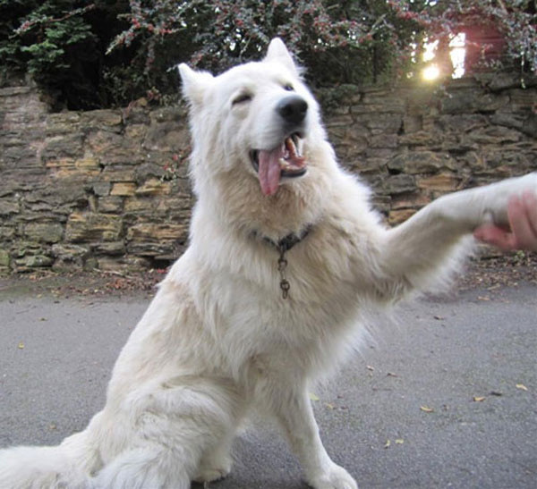 zeus white german shepherd