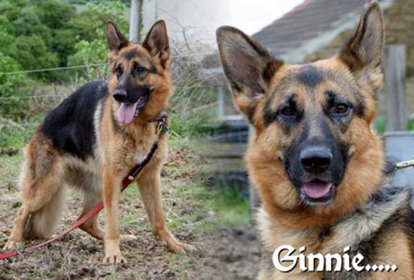 ginnie lovely young female gsd