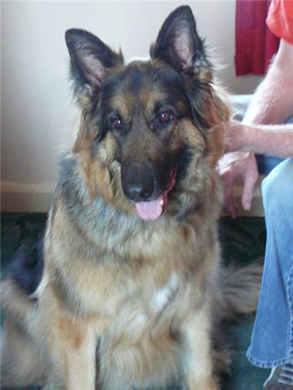 zak lomng coated gsd