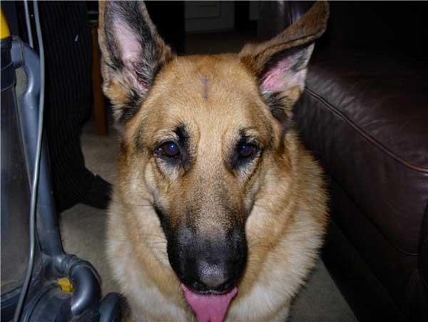 dino the gsd that loves dysons