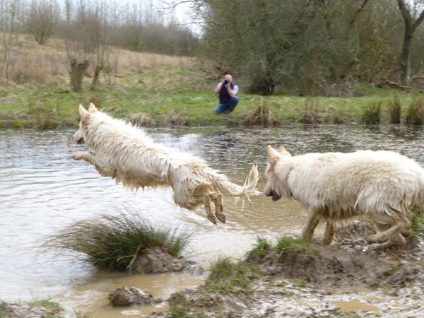 two white german shepherds playing in a pond