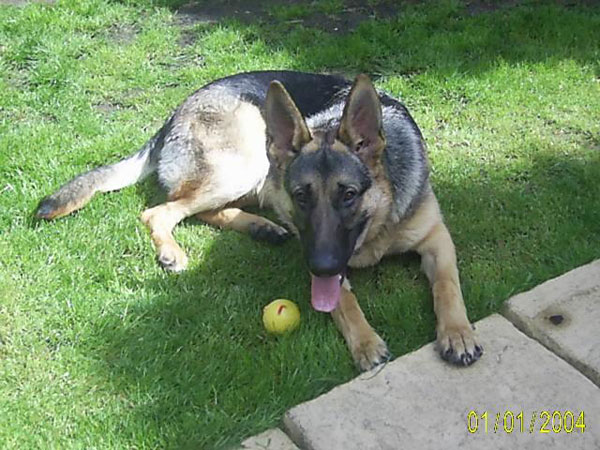 jay young gsd
