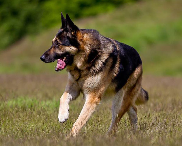german shepherd enjoying a run