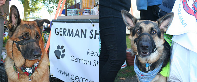 2 german sheoherd dogs on the GSDR stand