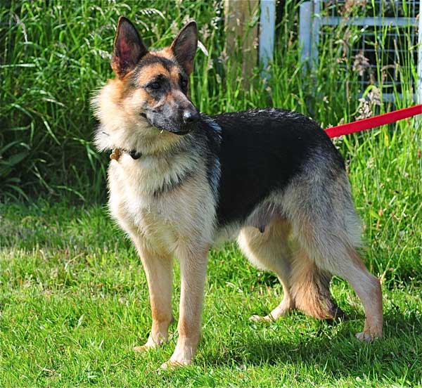 tyra young gsd that was pregnant